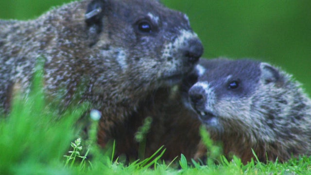 sm-nature-woodchucks-promo.jpg 