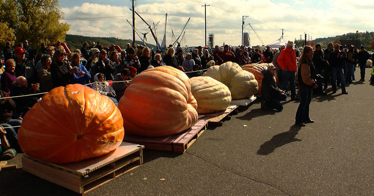 Harvest Fest Winning Pumpkin Weighs In At More Than 2,000 Pounds - CBS ...
