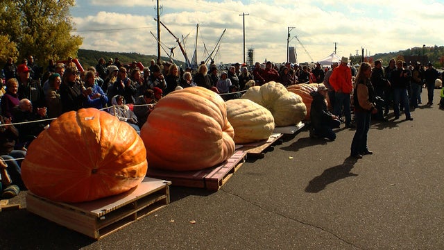 pumpkins.jpg 
