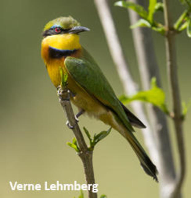 little-bee-eater-verne-lehmberg-244.jpg 