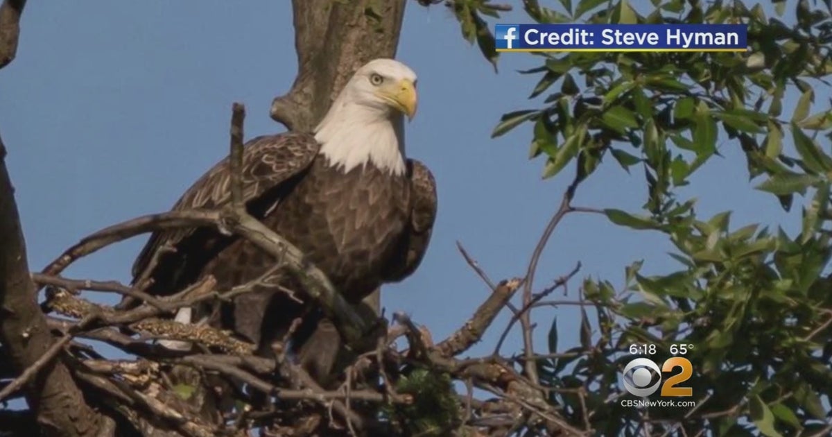 Bald Eagles Return To Long Island CBS New York