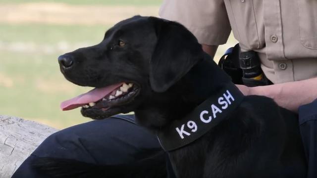 cpw-k9-cash.jpg 