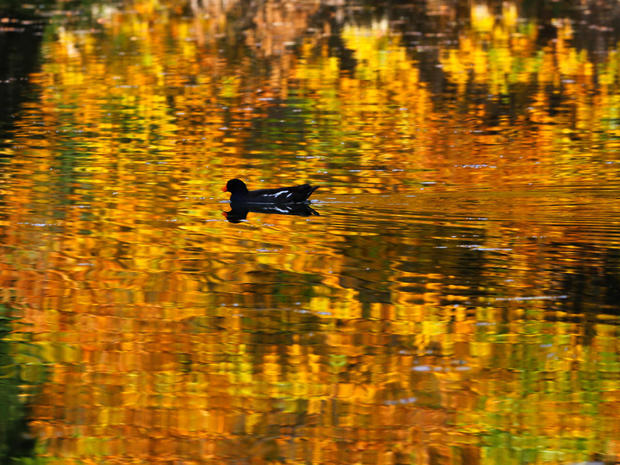 A duck swims in a pond during warm autumn weather at Skopje city park 