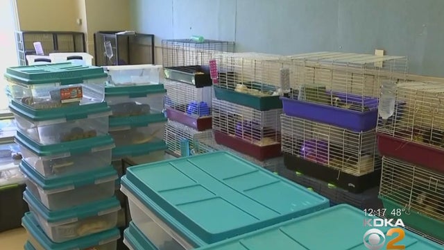 pennsylvania-home-animal-hoarding.jpg 