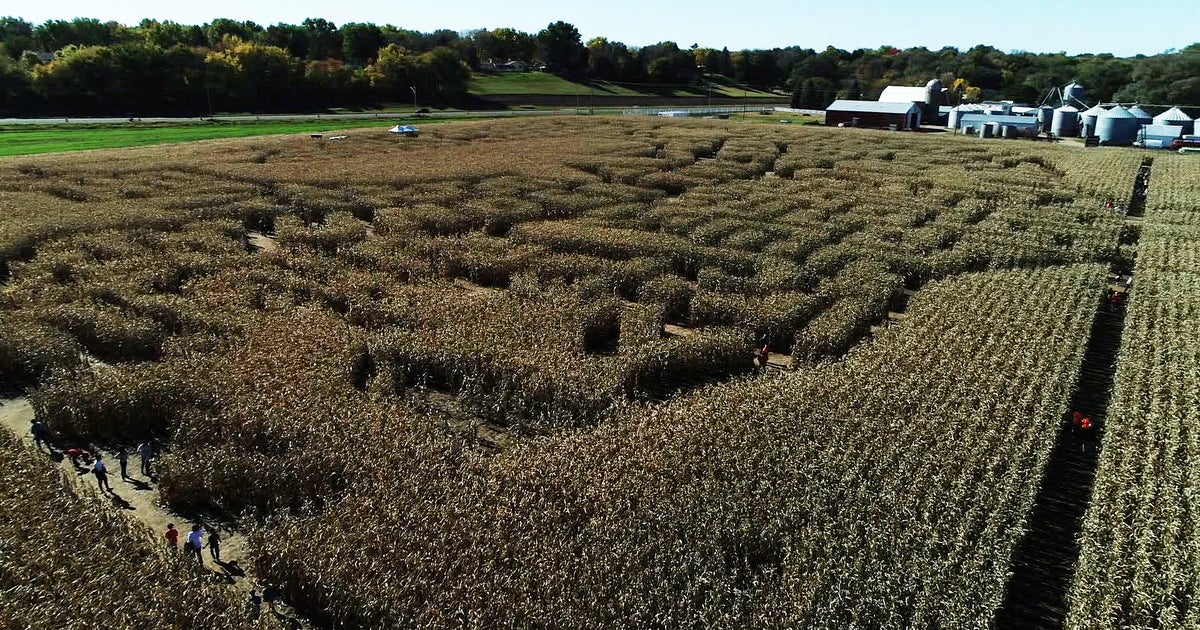 WCCO Viewers' Choice For Best Corn Maze In Minnesota CBS Minnesota