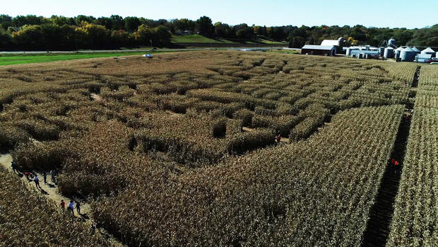 Severs Corn Maze 