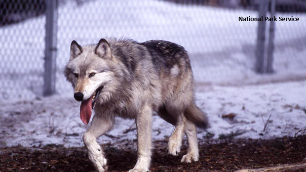 wolf-number-10m-national-park-service-620.jpg 