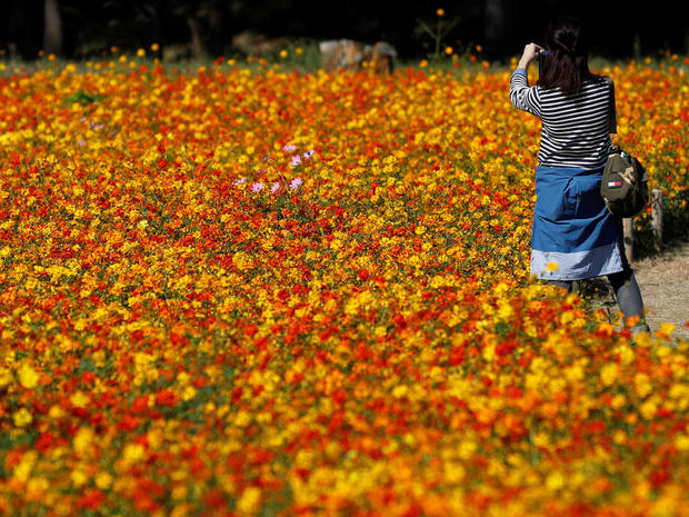 A woman takes a picture in a field of Cosmos sulphureus at the Hitachi Seaside Park in Hitachinaka 