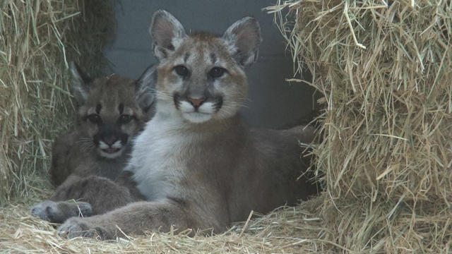 mountain-lion-cubs-together-oakland-zoo.jpg 
