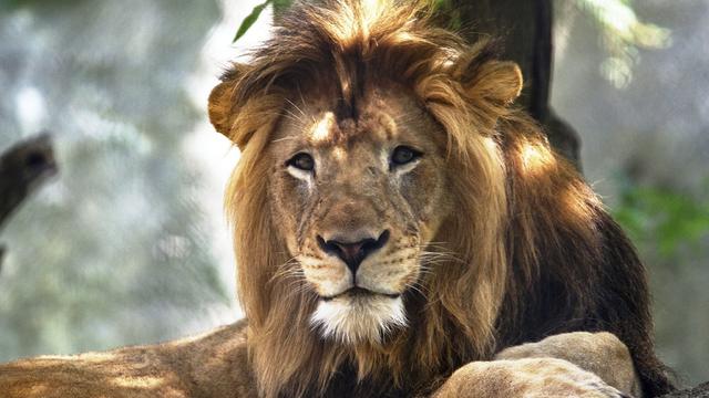lion.jpg 