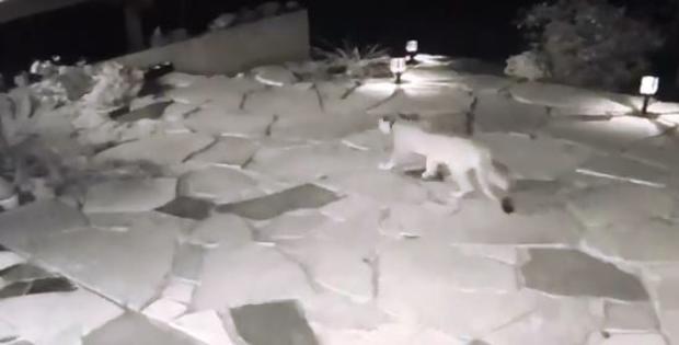 Mountain Lion Caught On Video Strolling Through Malibu Backyard 