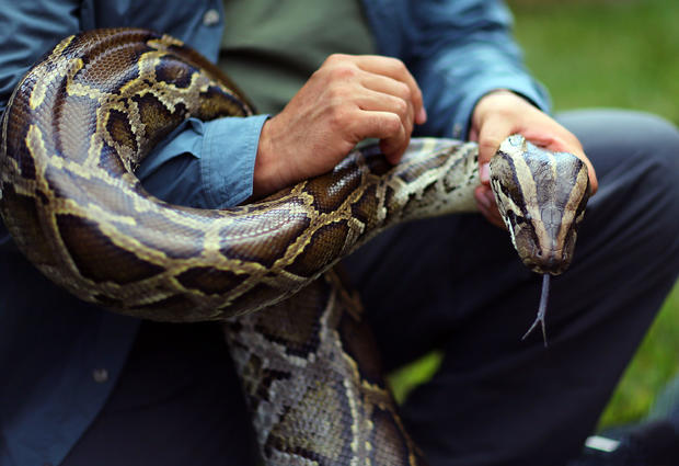 Hunting Excursions Latest In Effort To Curb Evasive Snake Population 
