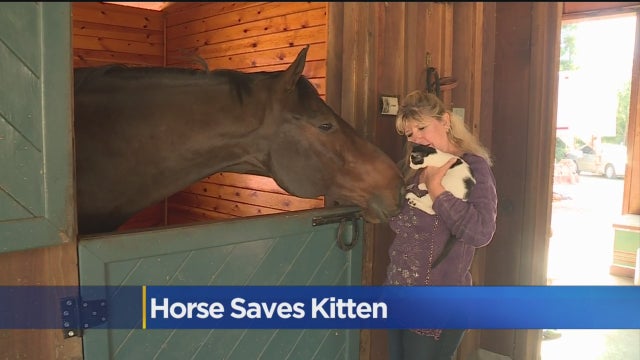 horse-saves-kitten.jpg 