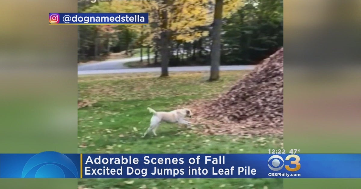 Excited Dog Jumps Into Pile Of Leaves CBS Philadelphia