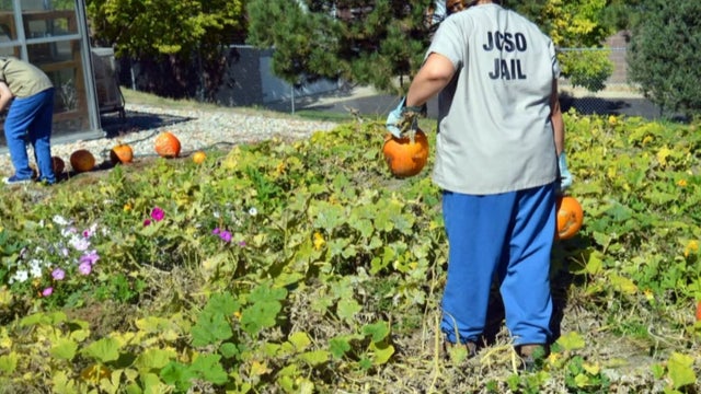 inmate-pumpkins-10pkg_frame_690.jpg 