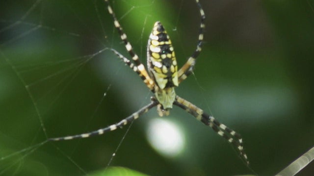 sm-nature-spider-in-a-web-carl-mrozek-promo.jpg 
