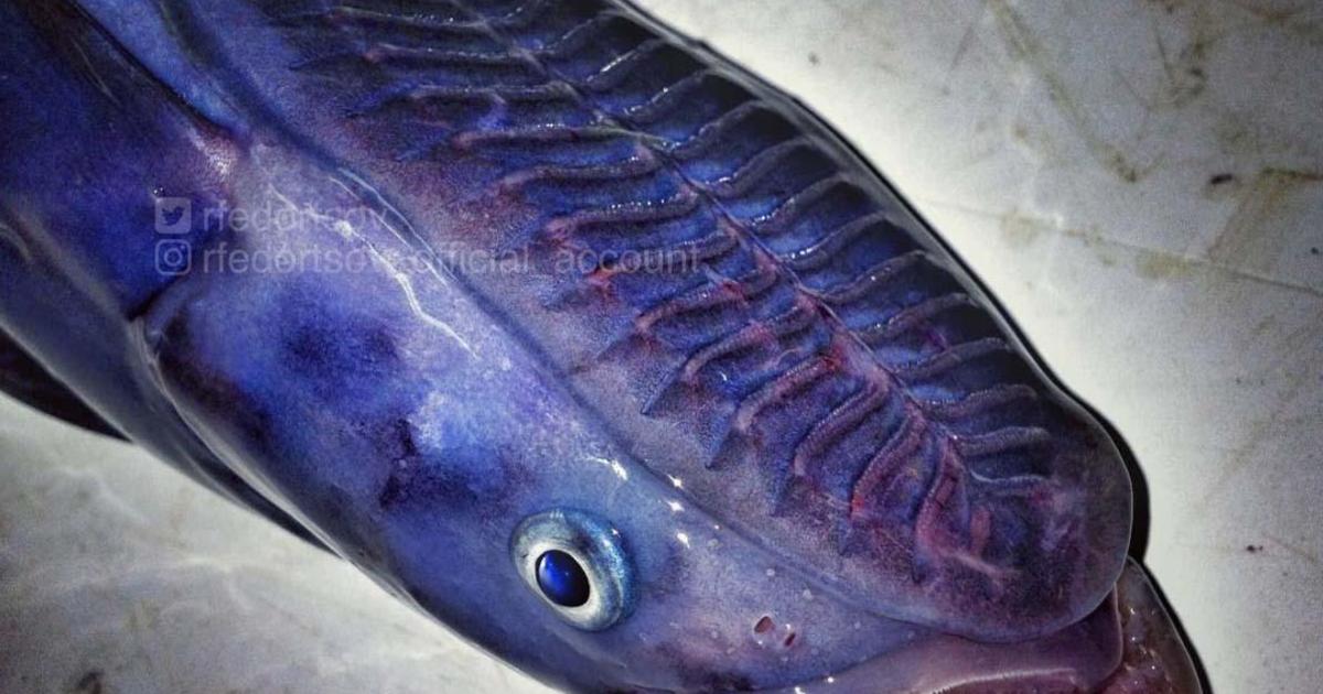 fish that looks like alien