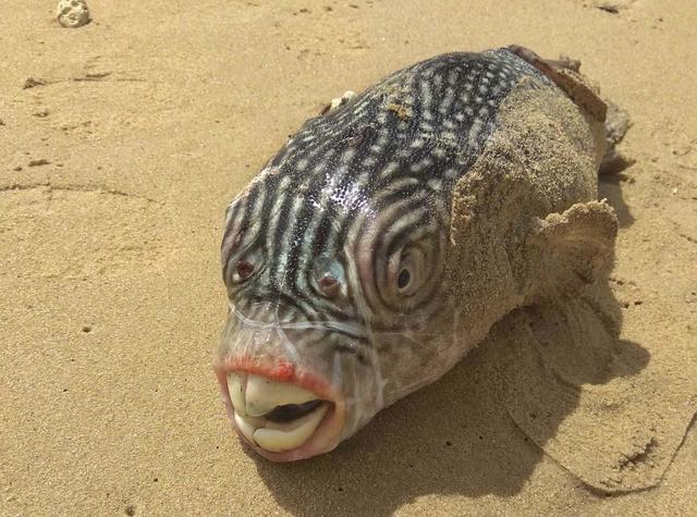 Crazy-looking fish from the deep sea