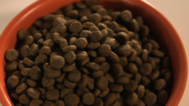 grain-free-dog-food1.jpg 