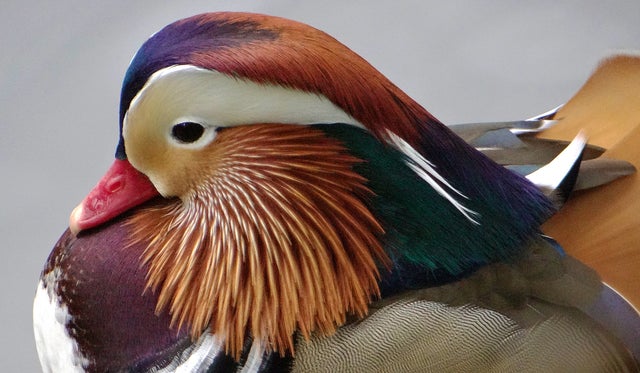 Mandarin Duck