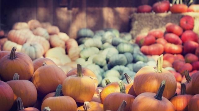 pumpkin-october-pumpkin-patch_copy.jpg 