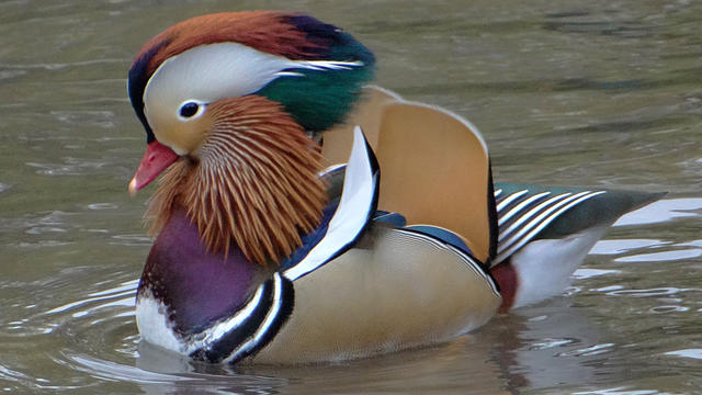 dsc00935-mandarin-duck-at-pond.jpg 