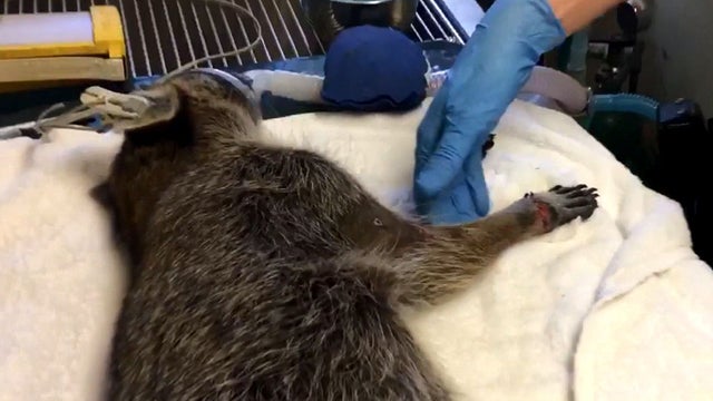 raccoon-injury.jpg 