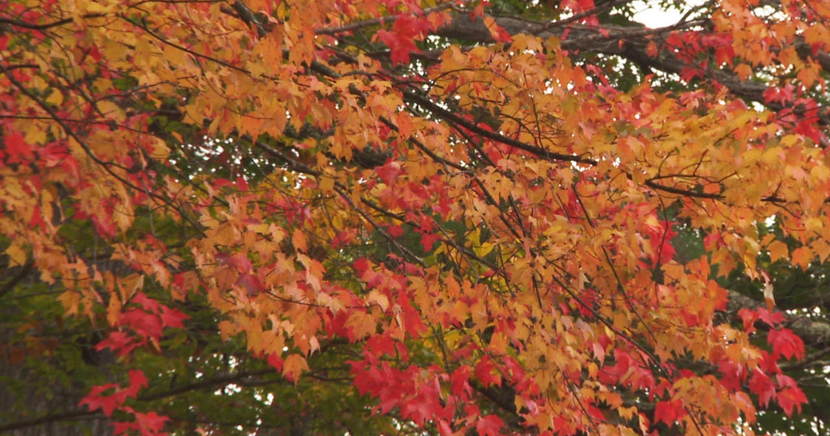 This week on “Sunday Morning” (November 4) - CBS News