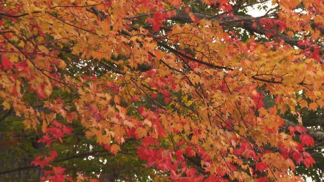 fall-colors-autumn-leaves-promo.jpg 
