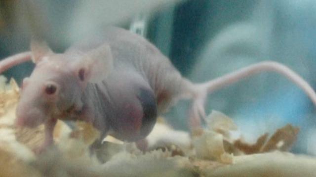 cbsn-fusion-scientists-link-cellphone-radiation-to-cancer-in-rats-thumbnail-1702273-640x360.jpg 