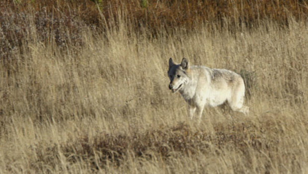 wolves-in-yellowstone-judy-lehmberg-620.jpg 