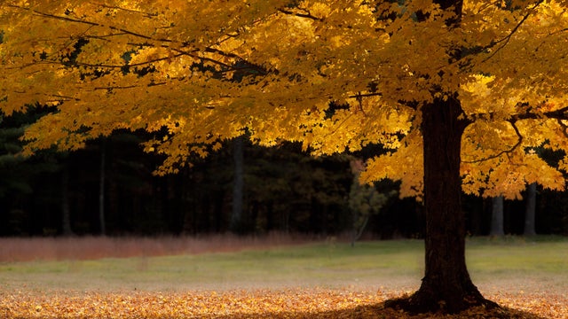 A single solitary golden maple tree 