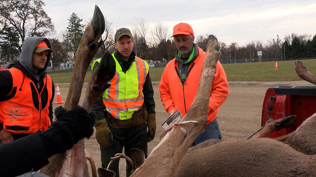 deer-being-tagged-by-a-dnr-official.jpg 