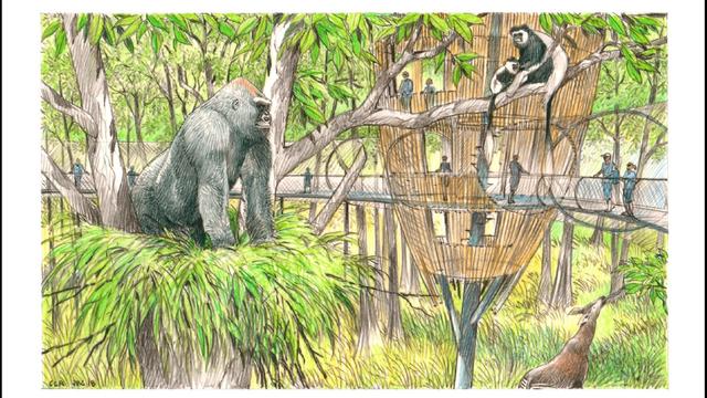 gorilla-forest-habitats.jpg 