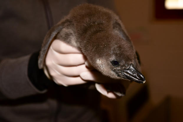 African penguin chick #1 at The Maryland Zoo 