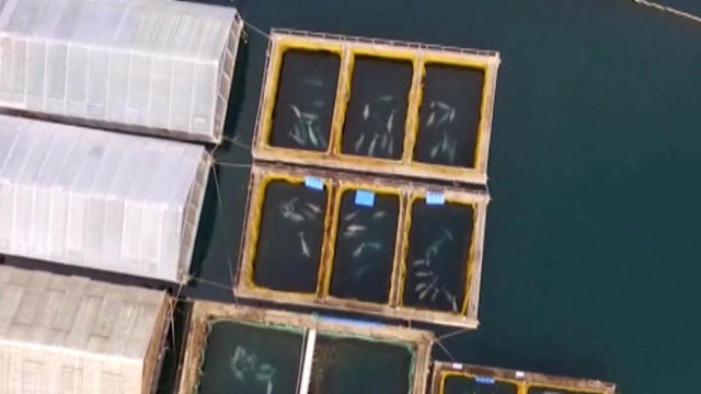 russia-whale-jail.jpg 