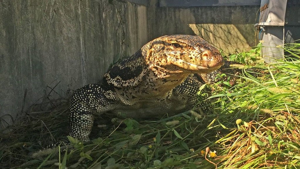Giant Monitor Lizard Corralled In Davie CBS Miami