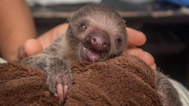 Baby sloth 2 