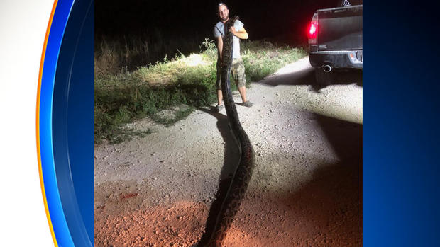 Giant Snake Caught 