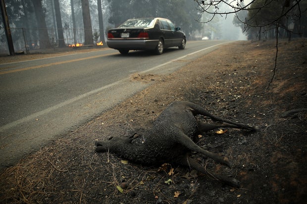 Rapidly-Spreading Wildfire In California's Butte County Prompts Evacuations 