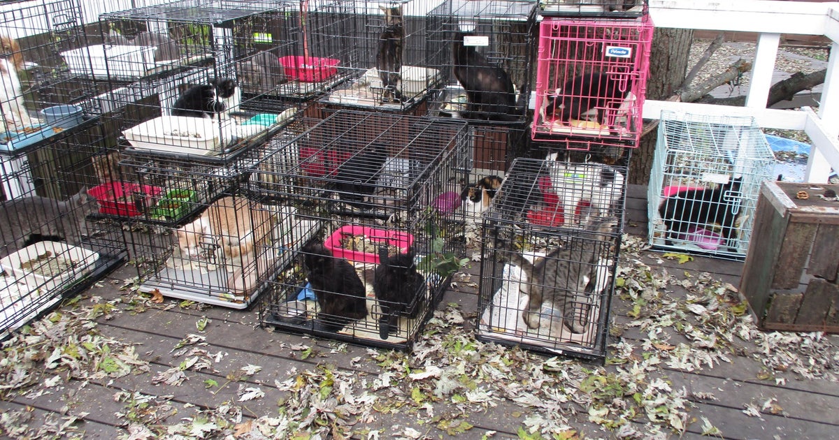 Police Remove 47 Cats And 6 Dogs From NWI Home - CBS Chicago
