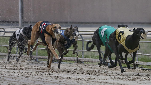 greyhound-dog-racing.jpg 