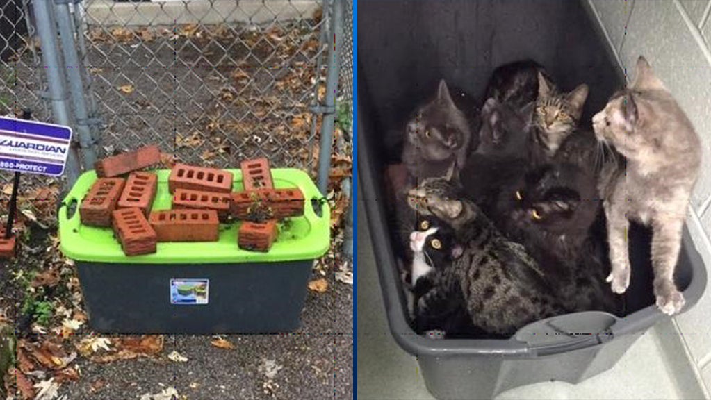 'Lucky To Be Alive' 17 Cats Abandoned In Plastic Containers With