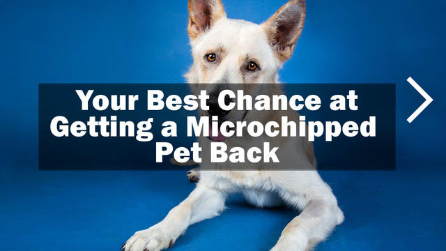 1-getting-a-micropchipped-pet-back.jpg 