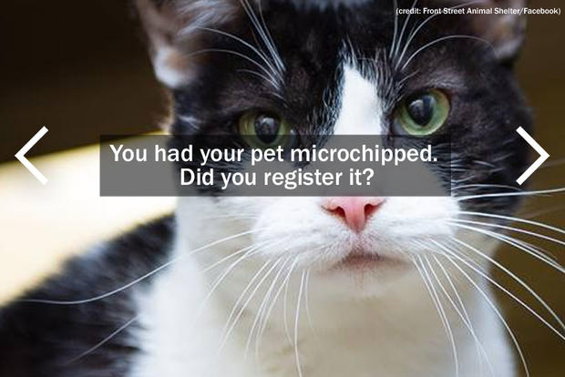 You had your pet microchipped. Did you register it? 