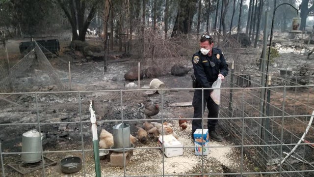 chp-oroville-chickens-camp-fire.jpg 