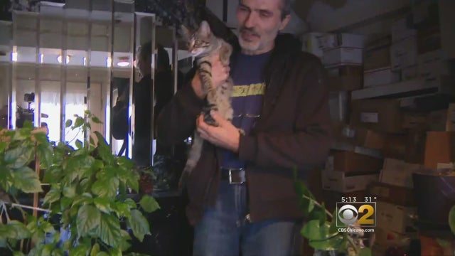 cat-man.jpg 