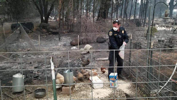 chp oroville chickens camp fire 