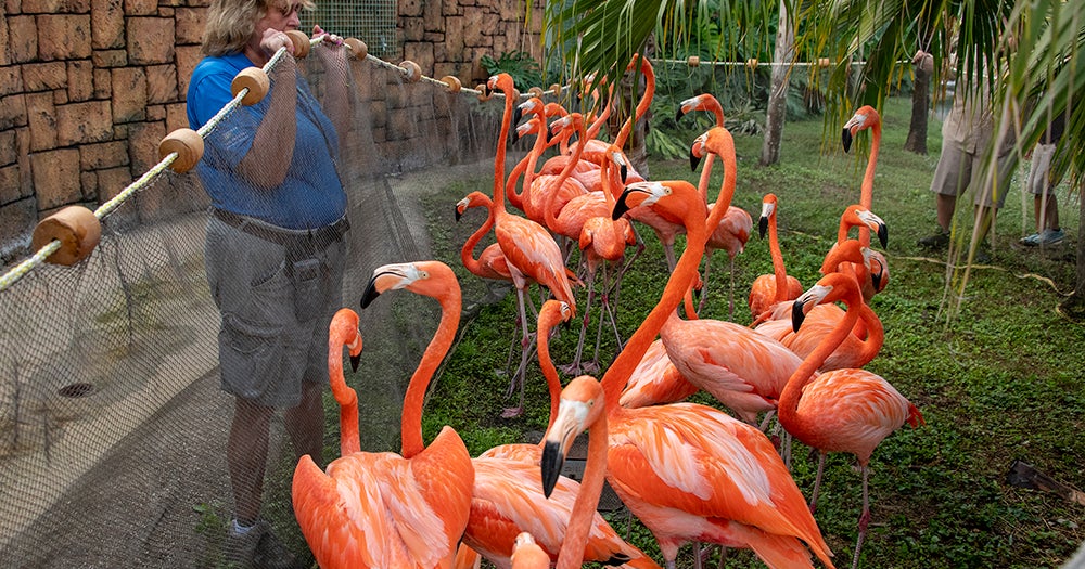 zoo miami flamingos