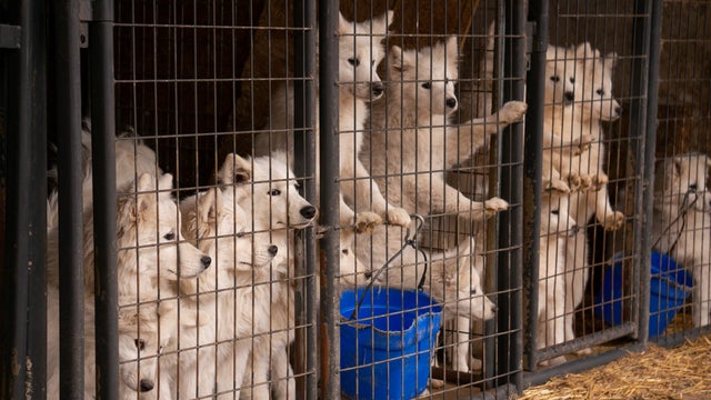fir_puppymill_worthco_ia_nov1218_0224.jpg 
